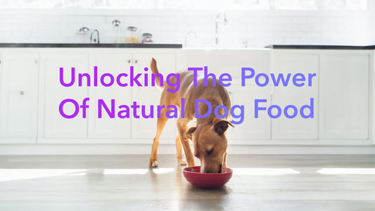 Unlocking the Power of Natural Pet Food: Why It's Best for Your Dog?